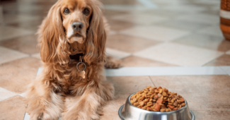 Best Dog Food for Senior Dogs